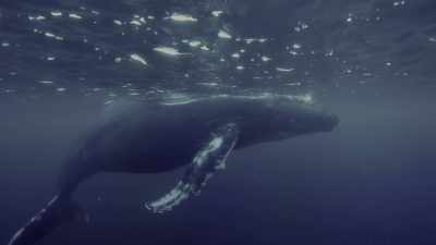 Because our future, too,
depends on a healthy blue planet. - Oceans: Our Blue Planet