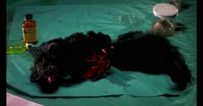 Because this poor little cat
did absolutely nothing wrong, - Time Warp Vol. 2: Horror and Sci-Fi
