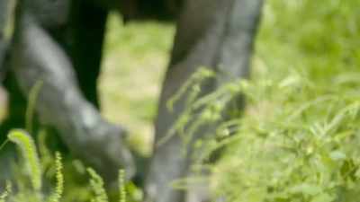 Because she is so headstrong,
she does what she wants to do, - Secrets of the Zoo