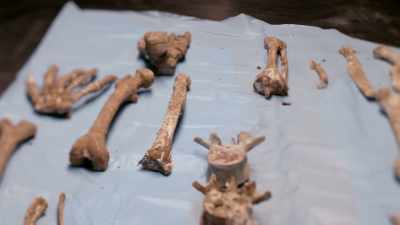 Because the body's
decomposed, I'm - Casey Anthony: An American Murder Mystery