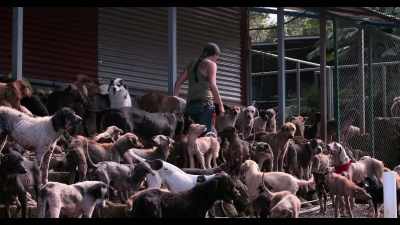 Because the population
grew so much, - Dogs