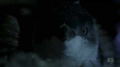 Because their feathers keep
them warm and waterproof, - David Attenborough's Tasmania
