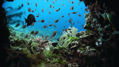 Because there is another side to coral reefs... - Earth at Night in Color