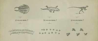 ... because if there are footprints, there are animals, - Is Genesis History?