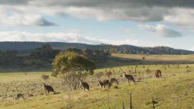 ...because where there are large herds,
there will be predators. - Seven Worlds, One Planet