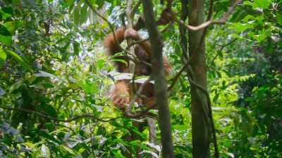 Because there is so much to
learn about her rainforest home. - The Secret Lives of Animals