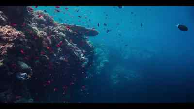 Because there's
a perfect time and place to mate. - Our Oceans