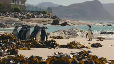 Because this - Penguin Town