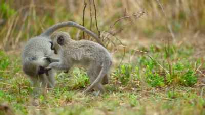 Because vervets are on the menu
for many different predators... - The Secret Lives of Animals