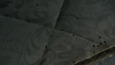 Bedbugs. - CSI: Crime Scene Investigation