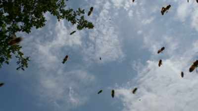 Bee perceptions are
adequate for bee needs. - Cosmos: Possible Worlds