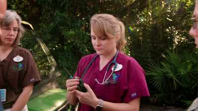(BEEPS) - Magic of Disney's Animal Kingdom