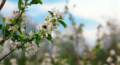 [ Bees buzz, birds chirping ] - The Pollinators