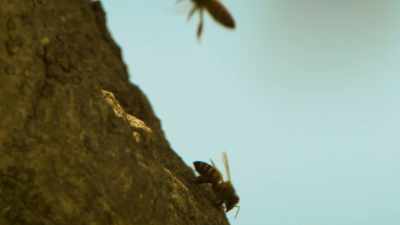 BEES BUZZ - Serengeti