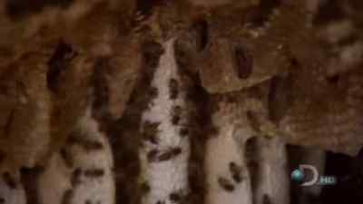 [ BEES BUZZING ] - Man vs. Wild