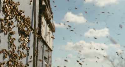 [ Bees buzzing ] - The Pollinators