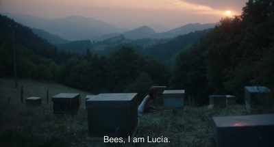 Bees, I am Lucía. - 20,000 Species of Bees