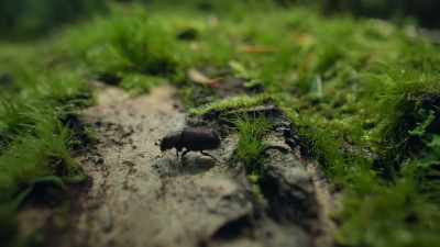 Beetles... - Super/Natural