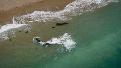 Before an orca can begin
catching its prey, - Super/Natural
