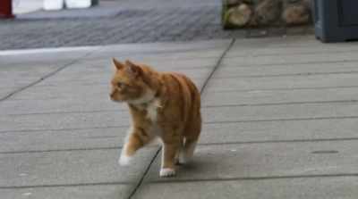 Before cameras and
monitors and gadgets, we - Cats & Dogs 3: Paws Unite