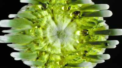 Before it was synthesized,
during the Civil War, - Fantastic Fungi