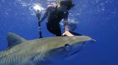 Before they know it, - Shark Attack Files