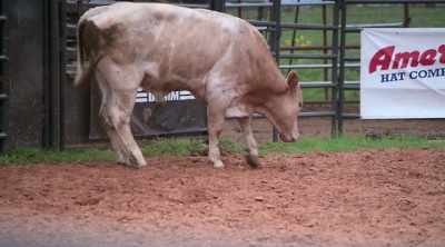 Before we load him, - How to Be a Cowboy
