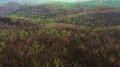 Before long,
the bush is getting back to normal. - Tiny World