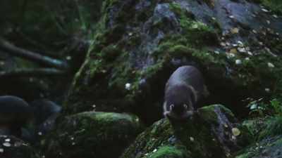 Before they part ways,
the male will bring his mate food - Wild Nordic
