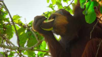 Before it ripens,
it's as hard as concrete, - Our Great National Parks