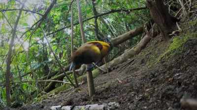 Before starting his show,
he clears his stage. - Attenborough's Life in Colour