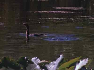 Before the cormorant
invades this weird domain, - Prowlers of the Everglades