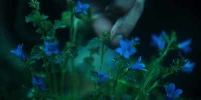 Before the nervous system rots, - Kingdom: Ashin of the North