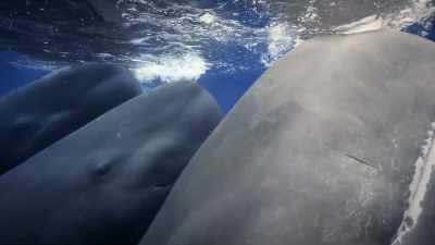 Behavior is what you do,
but culture is how you do it. - Secrets of the Whales
