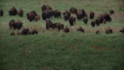 "Behind him came the cows
and their calves, - The American Buffalo