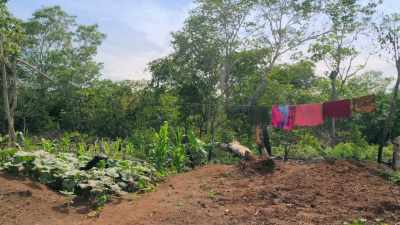 BEHIND EACH HOUSE,
FAMILIES BUILD A TRASH MOUND, - Lost Cities of the Amazon