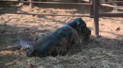 Being able to see stuff like that,
seeing that calf born, - How to Be a Cowboy