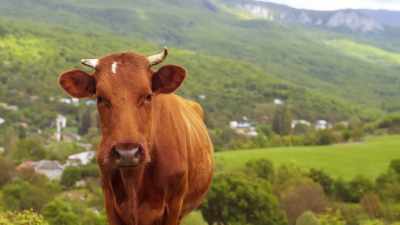 Being able to speak out
on behalf of animals, - Why on Earth