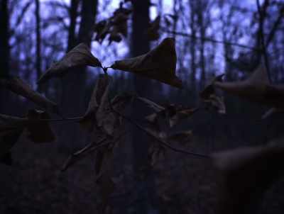 Being an avid hunter,
I was very observant. - American Werewolves