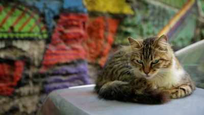Being female… - Kedi
