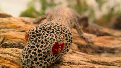 Being small and camouflaged
gives him some protection... - Tiny World