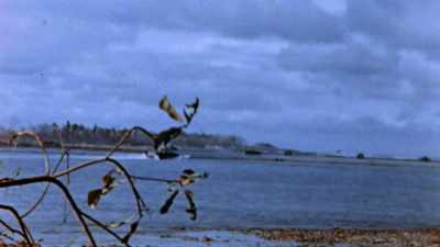 Believing the reef side is
too shallow for landing craft. - The Pacific War in Color