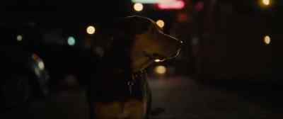 BELLA: I was hungry again. - A Dog's Way Home