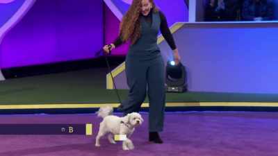 Bellerina, a Maltipoo - 2022 American Rescue Dog Show