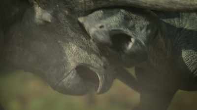 [bellowing] - Prehistoric Planet