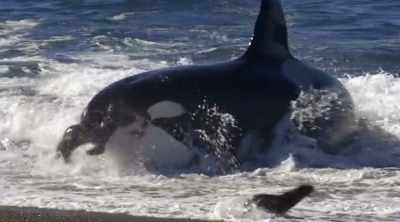 (bellowing) - Shark Attack Files
