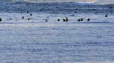 (bellowing) - Shark Attack Files