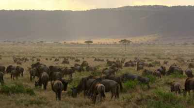[bellowing] - David Attenborough: A Life on Our Planet