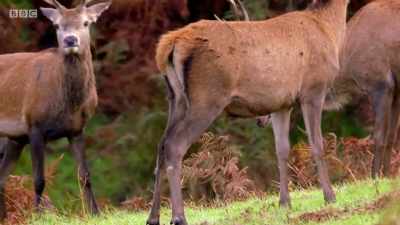 BELLOWING - Wales: Land of the Wild