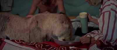 [Bellows] Ohh! Oh, sweetie.
George. - Born Free